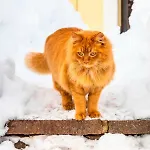 Фермерський будинок Prechtlhof In Флахау