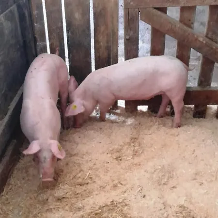 Bauernhof Prechtlhof Flachau