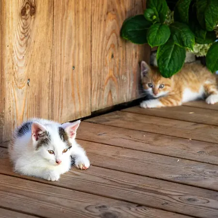 Agroturismo Prechtlhof In