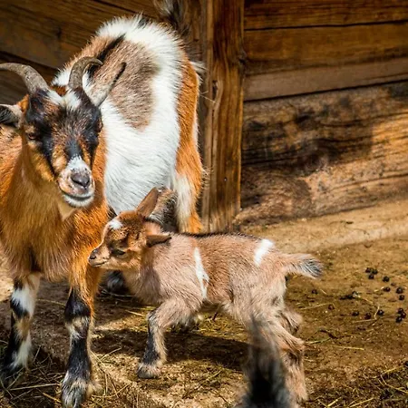 Agroturismo Prechtlhof In *
