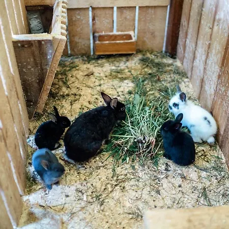 Prechtlhof Bauernhof Flachau