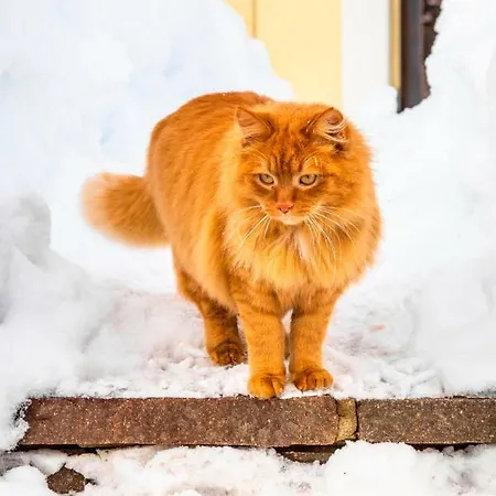 Bauernhof Prechtlhof Flachau