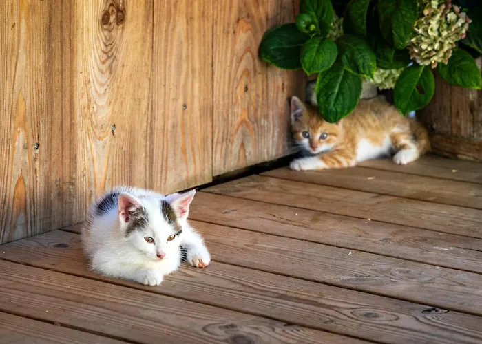 Gospodarstwo agroturystyczne Prechtlhof In