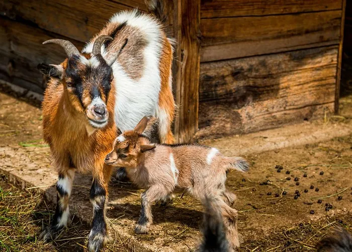 Gospodarstwo agroturystyczne Prechtlhof In *