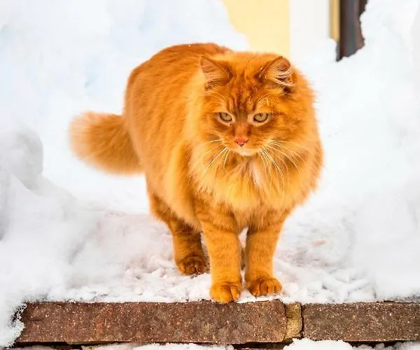 Gospodarstwo agroturystyczne Prechtlhof In Flachau